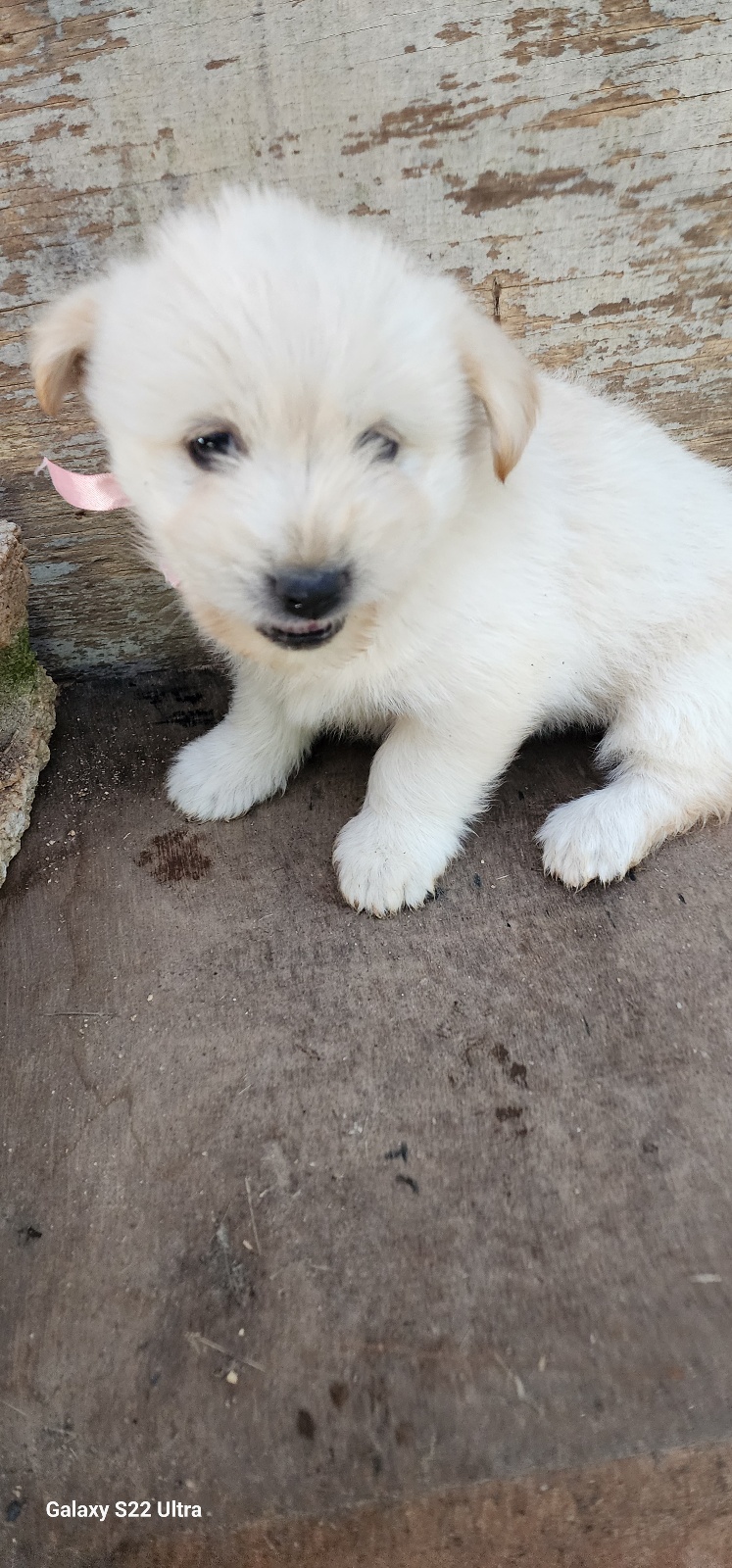 종료(기증) 믹스견…